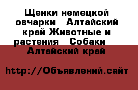 Щенки немецкой овчарки - Алтайский край Животные и растения » Собаки   . Алтайский край